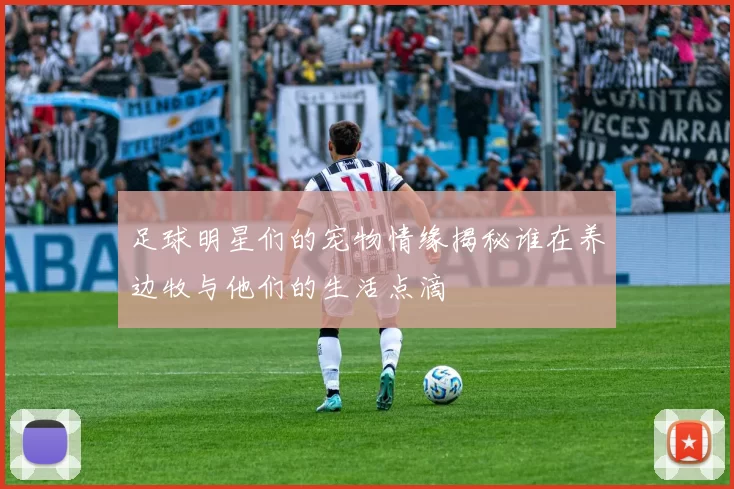 足球明星们的宠物情缘揭秘谁在养边牧与他们的生活点滴
